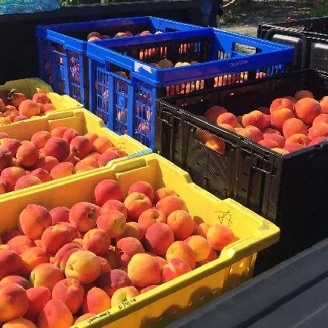 thumbnail for publication: Small-Scale Juicing of Florida-Grown ‘UFSun’ Peaches